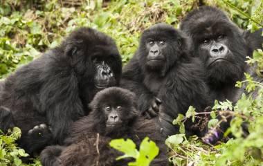 Gorilla Trekking, Rwanda, Africa