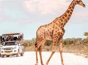 Your Complete Etosha National Park Self Drive Guide