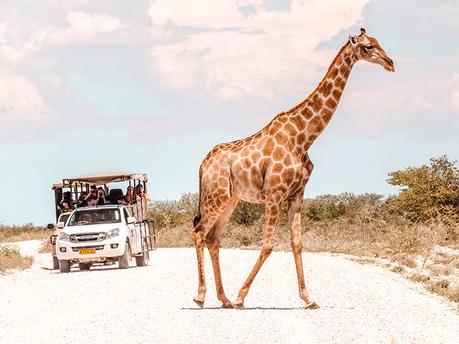 Your Complete Etosha National Park Self Drive Guide