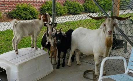 Savannah goats - herded by Cheetos !!!