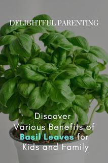 Benefits of basil leaves in rainy season