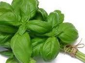 Benefits Basil Leaves Rainy Season