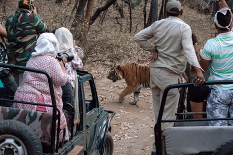 Tiger Safari in India – What to Know About Ranthambore National Park