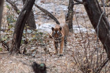 Tiger Safari in India – What to Know About Ranthambore National Park