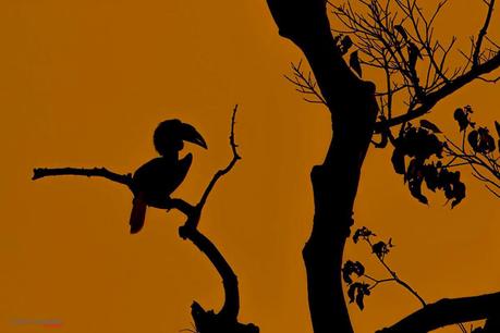 Wreathed Hornbill Silhouette Image