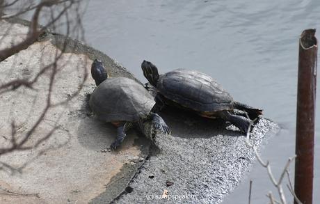 the turtle story of 'Kairavini pushkarini' aka Thiruvallikkeni