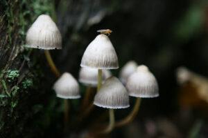 How Does Magic Mushroom Delivery Work In Vancouver? How Does Magic Mushroom Delivery Work In Vancouver?