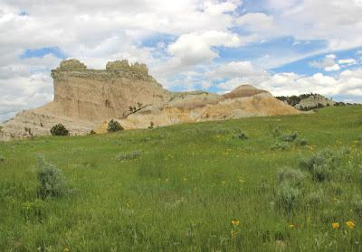 Wildflowers at Slim Buttes