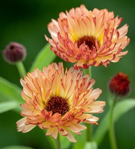 Calendula Flowers