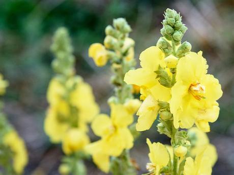 Mullein Leaf