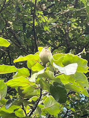 Tree Following - July 2022 - the Quince Count is go