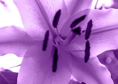 Three versions of a lily