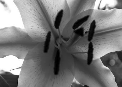 Three versions of a lily