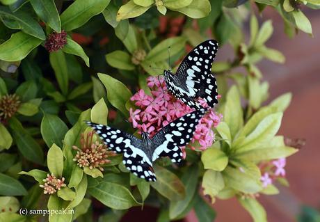 sighting two butterflies !!