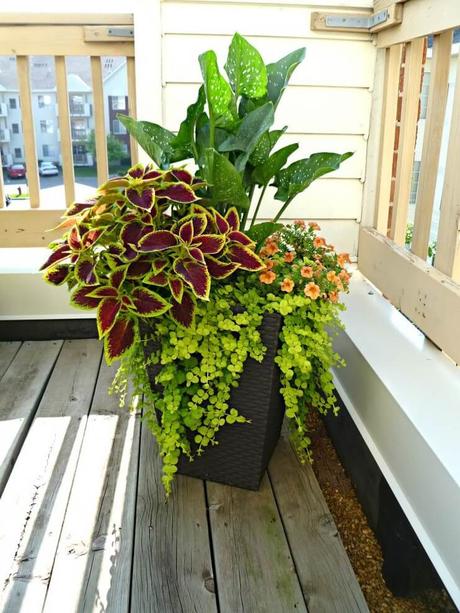 flower pot ideas