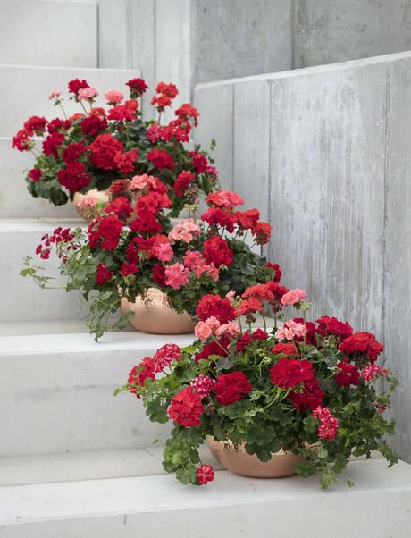 full sun flower pot ideas