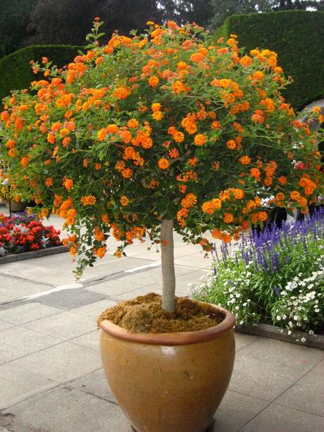 backyard flower pot ideas