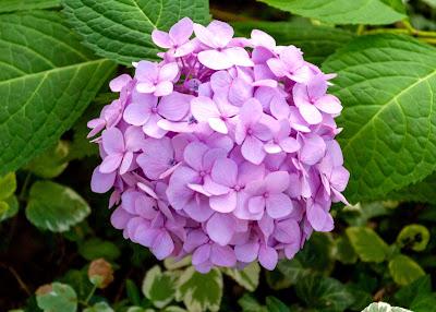 Hydrangeas in pink and bllue
