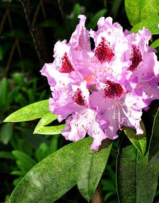 THE RHODODENDRON GARDEN IN EUGENE, OREGON Guest Post by Caroline Hatton at The Intrepid Tourist