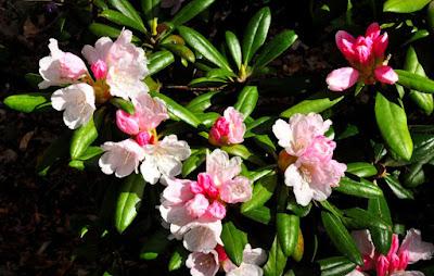THE RHODODENDRON GARDEN IN EUGENE, OREGON Guest Post by Caroline Hatton at The Intrepid Tourist