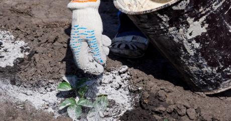 a gardener sprinkling diatomaceous earth in the garden