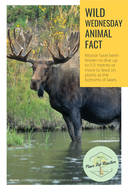 Wild About Wildlife Month: Aspen Valley Wildlife Sanctuary's adorable moose calves #WildWednesday