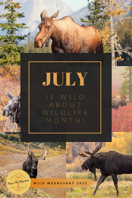 Wild About Wildlife Month: Aspen Valley Wildlife Sanctuary's adorable moose calves #WildWednesday