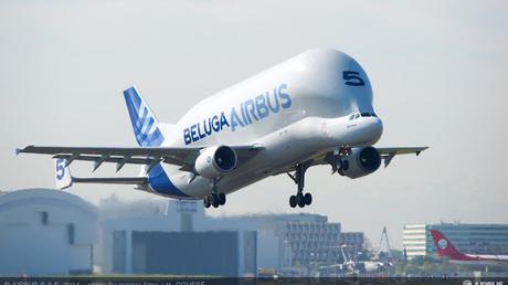 Beluga whale lands in Chennai Beluga whale lands in Chennai