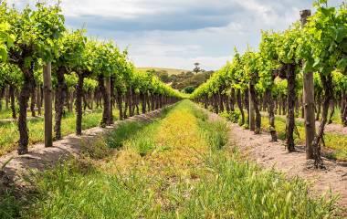Grape vines in Barossa Valley, South Australia (1)