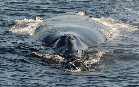 North Pacific right whale spotted last week off British Columbia. Photo by John Ford