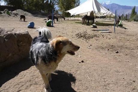 Visiting the donkey sanctuary, set up by South African, Joanne Lefson. Incidentallyalso the mother of the famous world traveling dog,  dear Oscar.