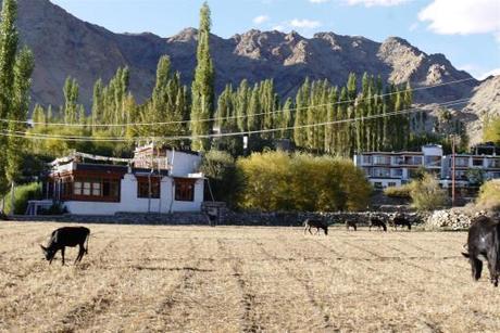 Rumi's home in upper Changspa, Leh.