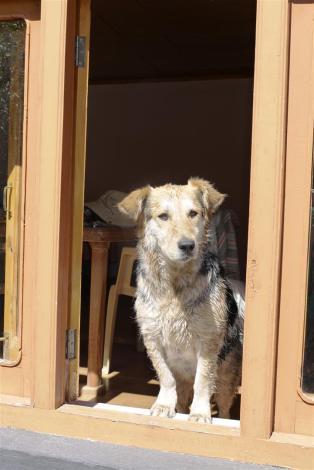 Rumi is literally the king of the castle and certainly the luckiest lad in Ladakh!