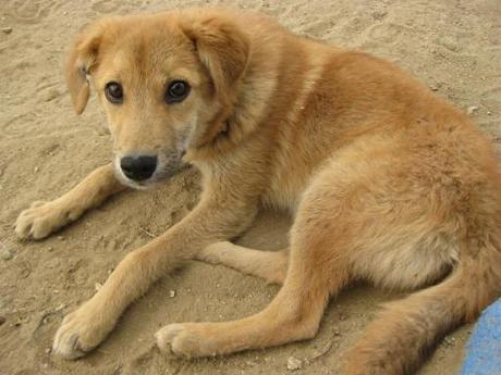 We also checked up on RupeeO, Joanne's new companion who was literally at death's door until he found her. He was staying at the sanctuary until Joanne could get all his papers in order and whisk him away on a memorial trek for Oscar to Everest Base camp. Another lucky little lad.