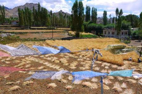 View from Rumi's castle in residential Leh.