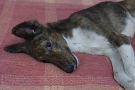 Prior to cycling I met Jojo in Amhdebad while at a 3 day Eco-Schools India meeting. He captured my heart and never left my side for 3 days. I abandoned him, but will never forget his generous and unconditional giving spirit. 