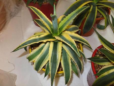 The Chosen Ones - First Batch The Chosen Ones - First Batch