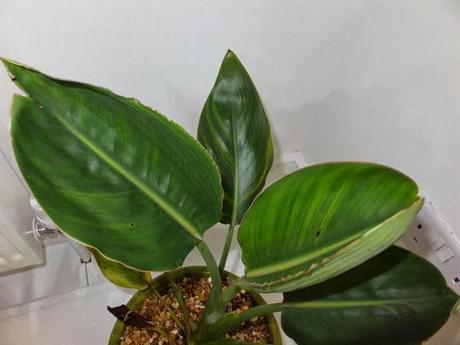 The Chosen Ones - First Batch The Chosen Ones - First Batch