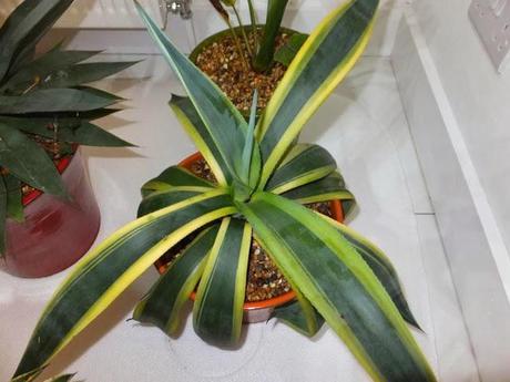 The Chosen Ones - First Batch The Chosen Ones - First Batch