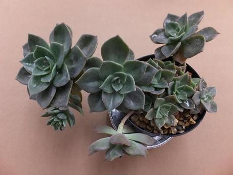 The Chosen Ones - First Batch The Chosen Ones - First Batch