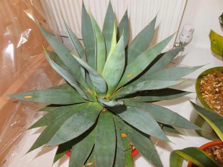 The Chosen Ones - First Batch The Chosen Ones - First Batch