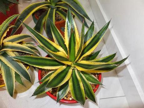 The Chosen Ones - First Batch The Chosen Ones - First Batch