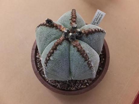 The Chosen Ones - First Batch The Chosen Ones - First Batch