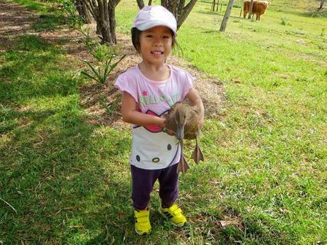 Farmstay fun at Lillydale - Gold Coast Part I