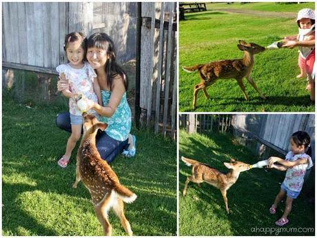 Farmstay fun at Lillydale - Gold Coast Part I