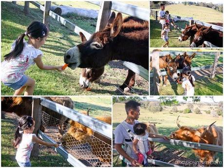 Farmstay fun at Lillydale - Gold Coast Part I