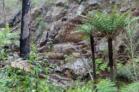 rock wall and ferns currawong falls track