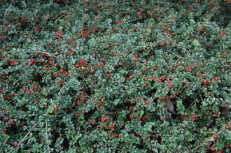 Cotoneaster apiculatus (21/10/2013, Kew Gardens, London)