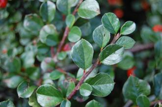 Cotoneaster apiculatus Leaf (21/10/2013, Kew Gardens, London)