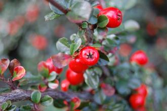 Cotoneaster apiculatus Berries (21/10/2013, Kew Gardens, London)